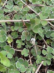 Marsilea