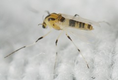 Cricotopus sylvestris
