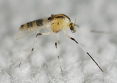 Cricotopus sylvestris