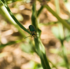 Trirhabda flavolimbata