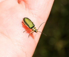 Trirhabda flavolimbata