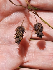 Carex magellanica