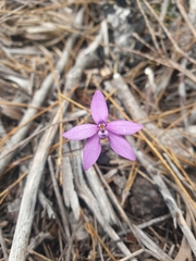 Glossodia minor