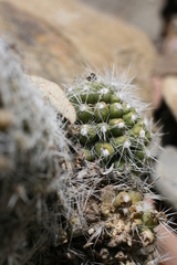 Mammillaria albicans