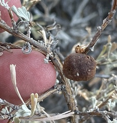 Rhopalomyia pomum