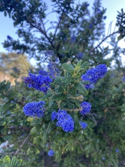 Ceanothus