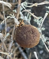 Rhopalomyia pomum