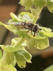 Eupeodes volucris
