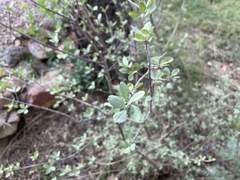 Amelanchier utahensis