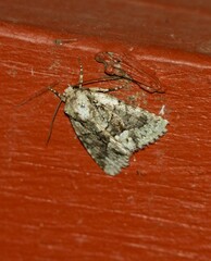 Lacinipolia explicata