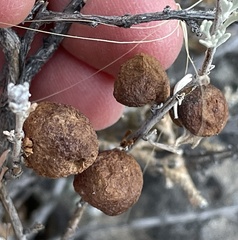 Rhopalomyia pomum