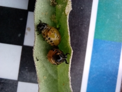 Doryphorina