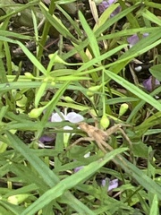 Pisaurina