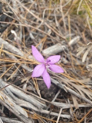 Glossodia minor