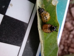 Doryphorina