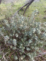 Melichrus urceolatus