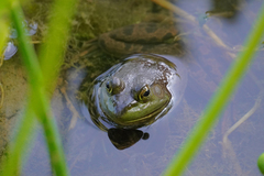 Lithobates catesbeianus