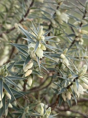 Melichrus urceolatus