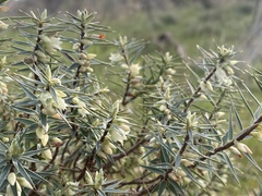 Melichrus urceolatus