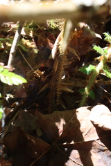 Polystichum braunii image