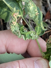 Aceria caliberberis