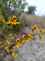 Cyrtochilum densiflorum