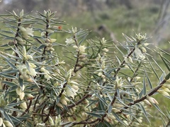 Melichrus urceolatus