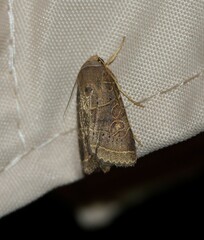 Orthodes majuscula