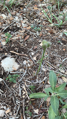 Zephyranthes chlorosolen