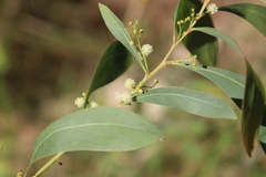 Acacia falcata