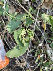 Aceria caliberberis