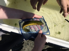 Apodichthys flavidus