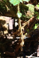 Polystichum braunii image
