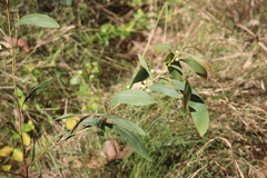 Acacia falcata