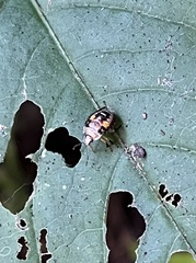 Podisus maculiventris