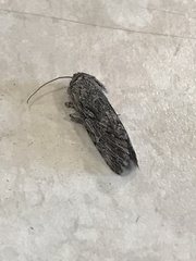Oncocnemidinae