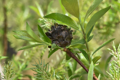 Rabdophaga strobiloides