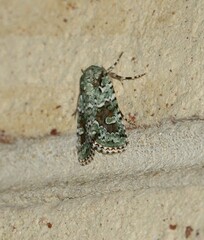 Lacinipolia laudabilis