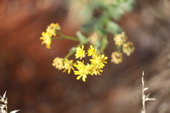 Senecio magnificus