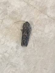 Oncocnemidinae