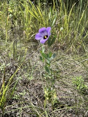 Eustoma exaltatum