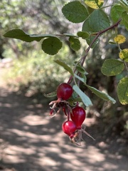 Rosa californica