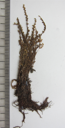 Calymmodon pergracillimus · iNaturalist United Kingdom