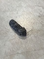 Oncocnemidinae