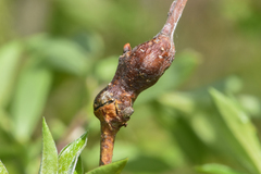 Arthropoda