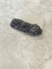 Oncocnemidinae