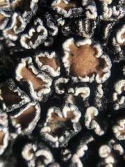 Lecanoromycetes