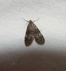 Elophila obliteralis
