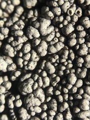 Lecanoromycetes