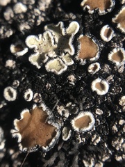 Lecanoromycetes